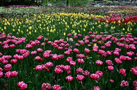 tulip FLOWERS