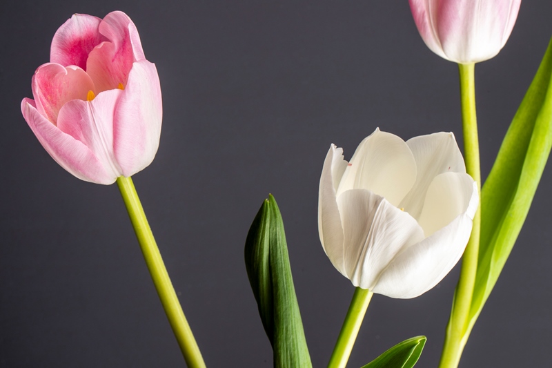 Artificial tulip